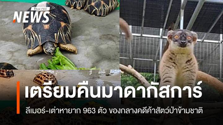 ไทยเตรียมส่งคืน "ลีเมอร์-เต่าหายาก" 963 ตัวให้มาดากัสการ์