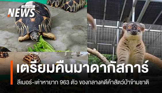 ไทยเตรียมส่งคืน "ลีเมอร์-เต่าหายาก" 963 ตัวให้มาดากัสการ์