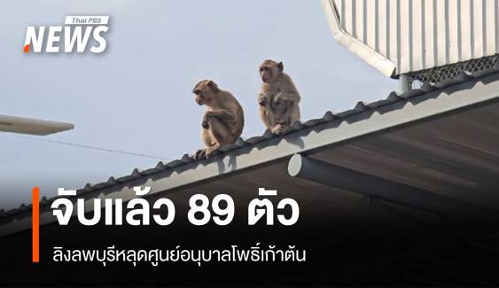 จับแล้ว 89 ตัว ลิงลพบุรีหลุดศูนย์อนุบาลโพธิ์เก้าต้น 