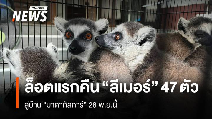 ล็อตใหญ่สุด คืน 961 ชีวิตลีเมอร์-เต่าหายาก สู่ถิ่นกำเนิด