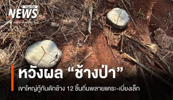 แจ้งตร.เอาผิด "วางกับดักช้าง" ถิ่นพี่แคระ-เบียงเล็กช้างเขาใหญ่