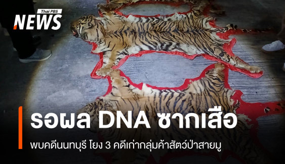 รอผลพิสูจน์ DNA ซากเสือโคร่ง 3 ตัว-คาดไม่ใช่จากป่าไทย