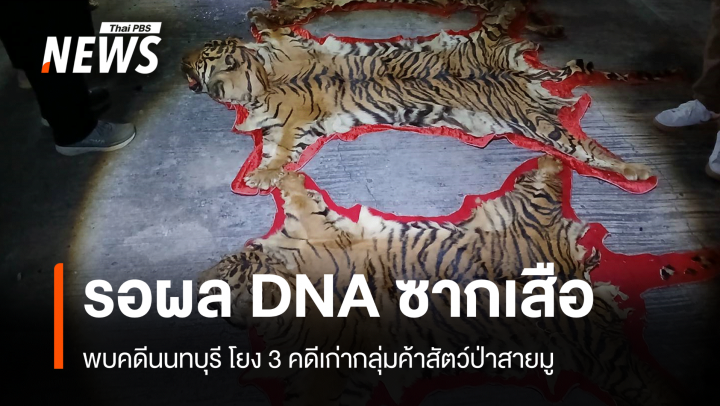 รอผลพิสูจน์ DNA ซากเสือโคร่ง 3 ตัว-คาดไม่ใช่จากป่าไทย