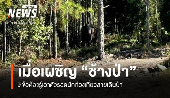 9 ข้อนักท่องเที่ยวสายเดินป่าต้องรู้เมื่อเผชิญ "ช้างป่า"