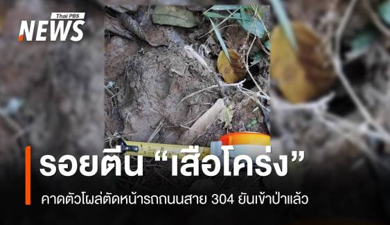 หลักฐานชัด รอยตีน "เสือโคร่ง" โผล่ตัดหน้ารถถนนสาย 304 