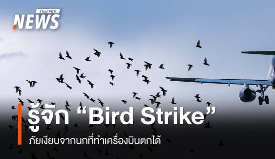 รู้จัก "Bird Strike" ภัยเงียบจากนกที่ทำเครื่องบินตกได้ 