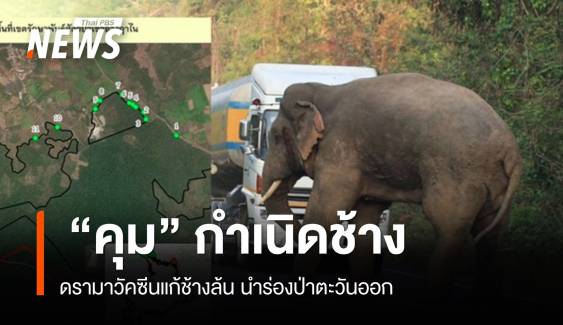 ดรามา วัคซีน “คุม” กำเนิดช้าง นำร่องป่าตะวันออก ม.ค.68