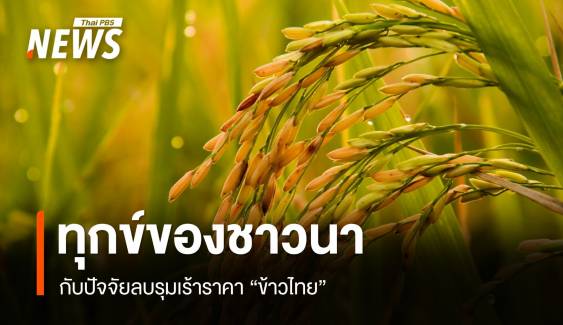 ทุกข์ของชาวนา กับปัจจัยลบรุมเร้าราคา "ข้าวไทย"