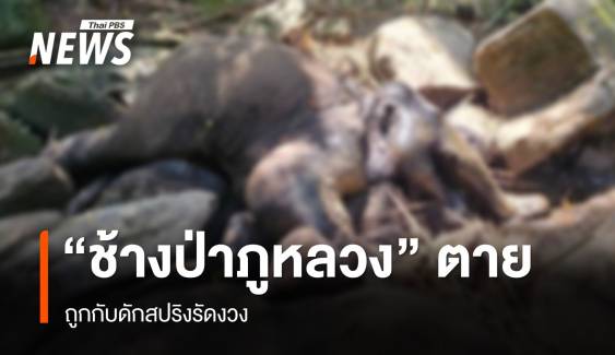 "ช้างป่าภูหลวง" ถูกกับดักสัตว์ตาย เร่งหาตัวคนผิด