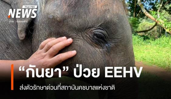 อาการวิกฤต "ลูกช้างกันยา" ป่วย EEHV ให้เลือดดูแลใกล้ชิด