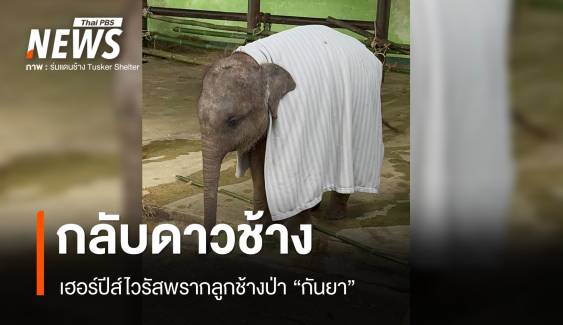 เฮอร์ปีส์ไวรัสพรากลูกช้างป่า "กันยา" กลับดาวช้าง