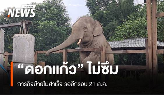 "พลายดอกแก้ว" จอมดื้อยิงยาซึมไม่นิ่งรอย้าย 21 ต.ค.