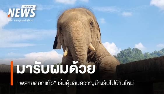 ยังไม่สำเร็จ! "พลายดอกแก้ว" รอก่อนพรุ่งนี้มารับ 