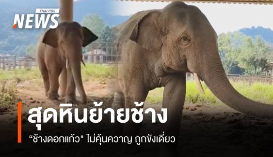 ภารกิจสุดหิน! ย้ายพลายขุนเดช-ดอกแก้ว ช้างไม่คุ้นควาญ