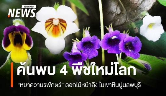 4 พืชใหม่ของโลก "หยาดวานรพักตร์" ดอกไม้หน้าลิงสุดแปลก  