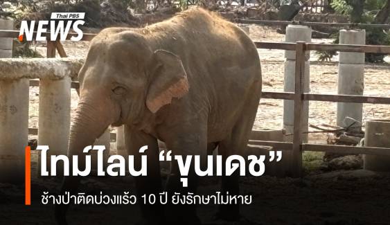 ไทม์ไลน์ "ขุนเดช" ช้างป่าติดบ่วงแร้ว 10 ปี ยังรักษาไม่หาย