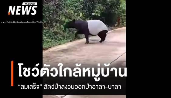 หาดูยาก! "สมเสร็จ" สัตว์ป่าหายากโผล่ใกล้หมู่บ้านบูเก๊ะตา