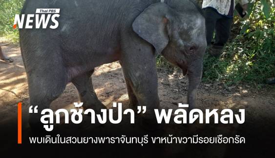 พบ "ลูกช้างป่า" พลัดหลง​แก่งหางแมว​ ขาหน้าขวามีรอยเชือกรัด