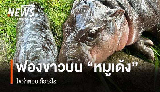 ไขคำตอบ ฟองขาว ๆ บนตัว "หมูเด้ง" คืออะไร