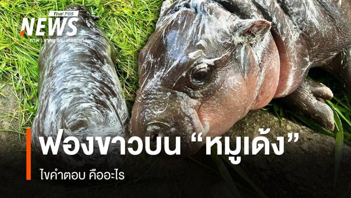 ไขคำตอบ ฟองขาว ๆ บนตัว "หมูเด้ง" คืออะไร