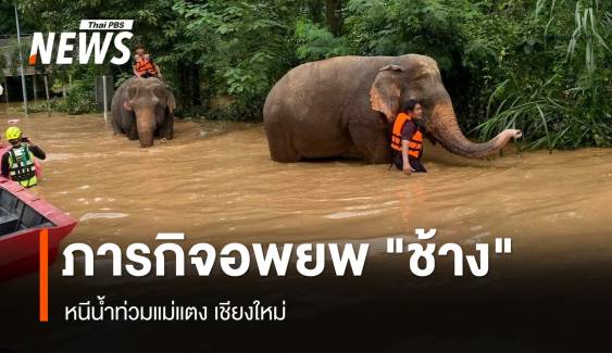 ภารกิจหิน อพยพ "ช้าง" หนีน้ำท่วมแม่แตง เชียงใหม่ 