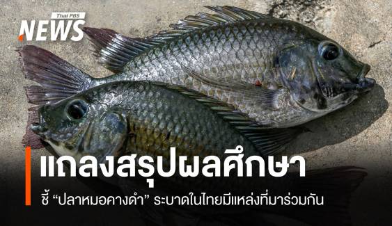 อนุ กมธ.อว.สรุปผลศึกษา "ปลาหมอคางดำ" ระบาดมีแหล่งที่มาร่วมกัน