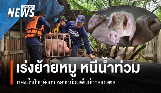 ย้ายหมู 30 ตัว หนีน้ำท่วม หลังน้ำป่าภูลังกา หลากท่วมพื้นที่เกษตร 