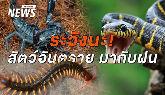 3 วายร้าย สัตว์มีพิษชอบเข้าบ้านหน้าฝน ป้องกันได้ไม่เจ็บตัว 