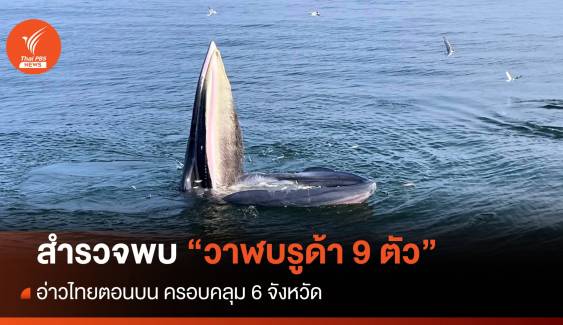 สำรวจสัตว์ทะเลหายากอ่าวไทยตอนบน พบวาฬบรูด้า 9 ตัว