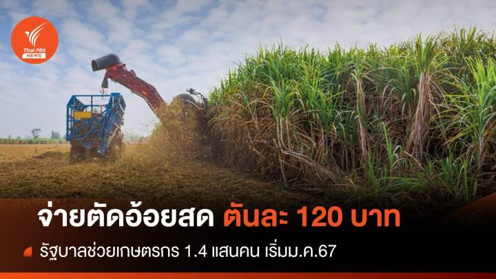 รัฐใจป้ำ "ตัดอ้อยสด" จ่ายตันละ 120 บาทเป็นของขวัญปีใหม่ 