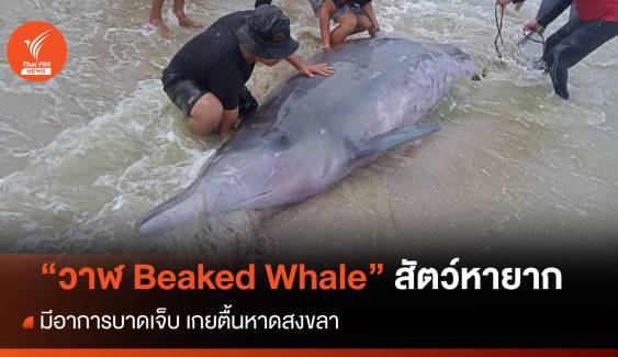 พบ "วาฬ Beaked Whale" สัตว์หายาก เกยตื้นหาดสงขลา