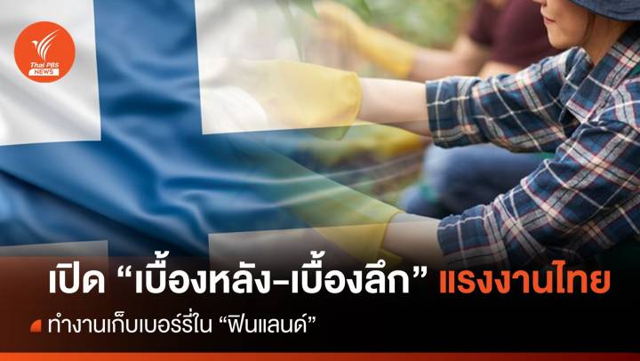 เปิด "เบื้องหลัง-เบื้องลึก" แรงงานไทย เก็บเบอรี่ในฟินแลนด์ 