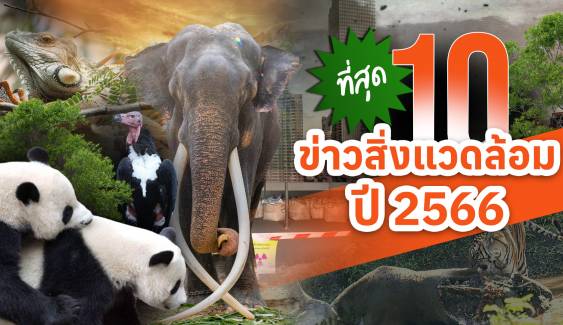 ที่สุด 10 ข่าวสิ่งแวดล้อมแห่งปี 2566 "พลายศักดิ์สุรินทร์" กลับไทย 