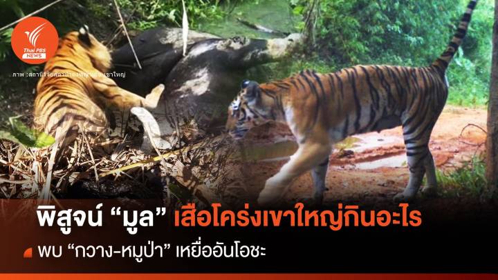 ไขความลับ "มูลเสือโคร่ง" ผืนป่าดงพญาเย็น-เขาใหญ่กินอะไร