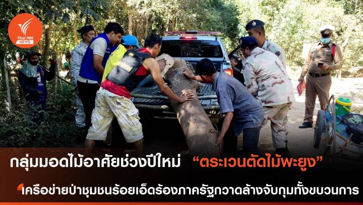 กลุ่มมอดไม้อาศัยช่วงฉลองปีใหม่ ตระเวนตัดไม้พะยูง