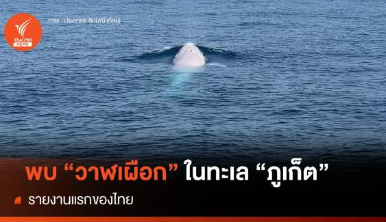พบ "วาฬเผือก" รายงานแรกของไทย กลางทะเลภูเก็ต 
