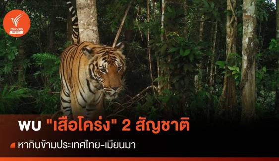 พบ "เสือโคร่ง" 2 สัญชาติ หากินข้ามประเทศไทย-เมียนมา 