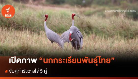 เปิดภาพ "นกกระเรียนพันธุ์ไทย" จับคู่ทำรังวางไข่ 5 คู่  