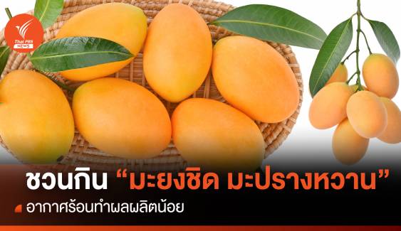  ชวนคนไทยกิน “มะยงชิด มะปรางหวาน” อากาศร้อนทำผลผลิตน้อย