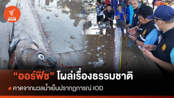 "ออร์ฟิช" โผล่ผิวน้ำภูเก็ต เรื่องธรรมชาติ คาดจากมวลน้ำเย็น IOD