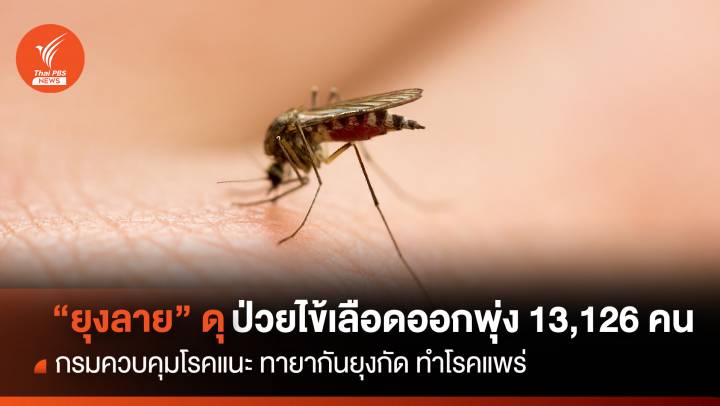 "ยุงลาย" ดุ  ทำป่วยไข้เลือดออกพุ่ง 13,126 คน ตาย 12 คน