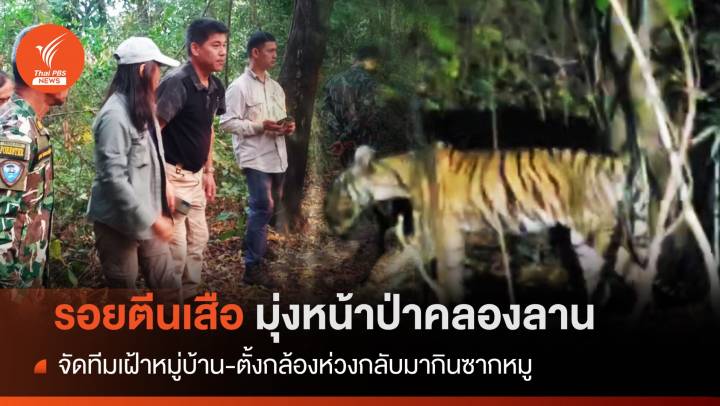 ติดกล้องดัก "เสือโคร่ง" ห่วงย้อนกินเหยื่อ-รอยตีนมุ่งป่าคลองลาน 