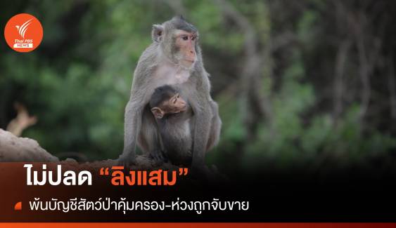 กรมอุทยานฯ ยันไม่ปลด "ลิงแสม" พ้นสัตว์ป่าคุ้มครอง-ห่วงถูกล่า
