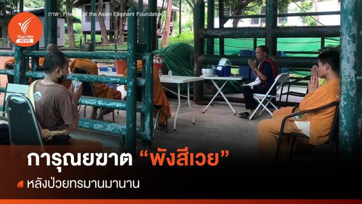 รพ.มูลนิธิเพื่อนช้าง การุณยฆาต "พังสีเวย" หลังป่วยทรมาน