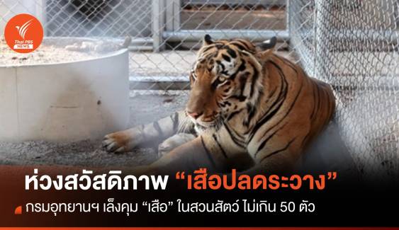 ห่วงสวัสดิภาพ "เสือปลดระวาง" เล็งคุมเสือในสวนสัตว์ไม่เกิน 50 ตัว 