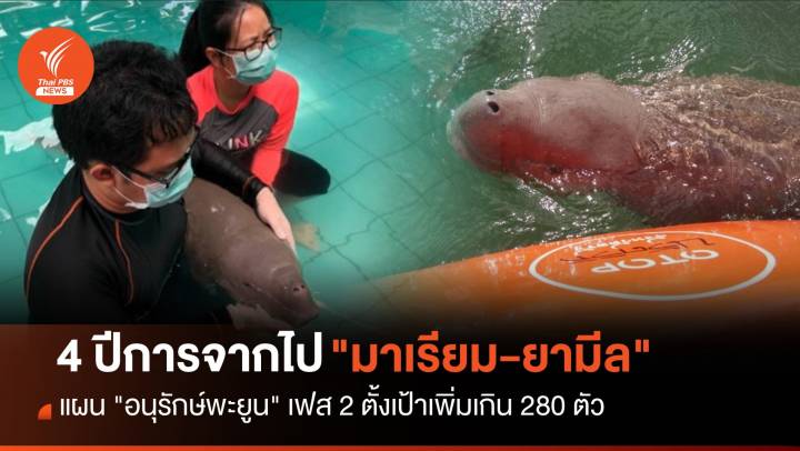 4 ปี "มาเรียม-ยามีล" ดันแผนอนุรักษ์พะยูน เฟส 2 เพิ่มเกิน 280 ตัว