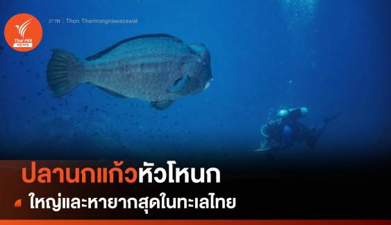 เปิดภาพ "ปลานกแก้วหัวโหนก" ใหญ่ - หายากสุดในทะเลไทย 