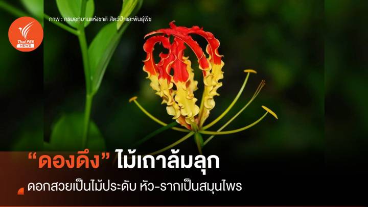 ไม้เถาล้มลุก "ดองดึง" ดอกสวยเป็นไม้ประดับ หัว-รากเป็นสมุนไพร 