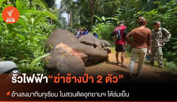 รั้วไฟฟ้า! "ฆ่า 2 ช้างป่า” อุทยานฯ ใต้ร่มเย็น คนทำอ้างป้องกันช้างลงมากินทุเรียน