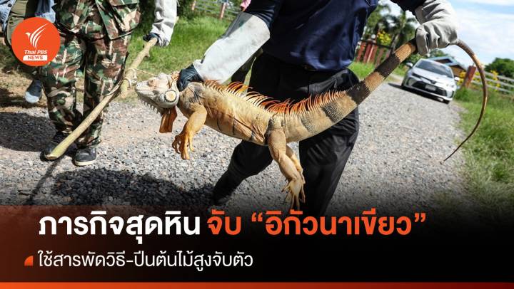 ภารกิจสุดหิน! สารพัดวิธีจับ “อิกัวนาเขียว” บุกเมืองละโว้